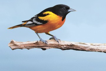 Amérique du Nord : Trois milliards d’oiseaux en moins depuis 1970, selon une étude